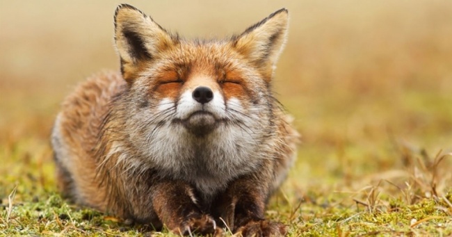 13 лис, які насолоджуються своєю крутістю
