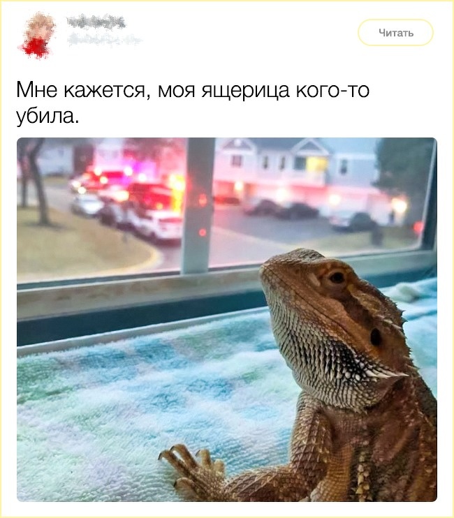 13 твітів від людей, на чиєму почутті гумору тримається весь інтернет