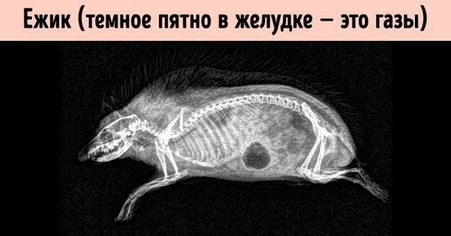 13 тварин, яких ви ніколи не бачили під рентгеном