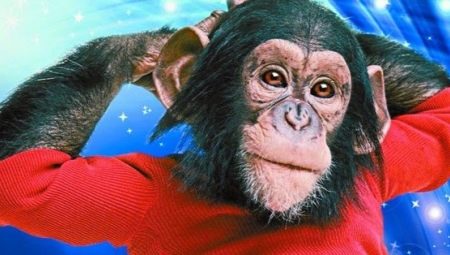 2016 – рік якої тварини? 27 фото Опис зодіаку Мавпи за східним календарем. Сумісність людей 2016 року народження за китайським гороскопом