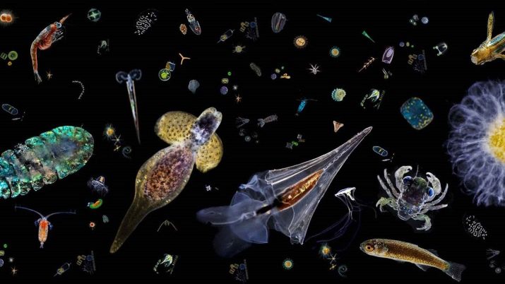 Акваріум з медузами (12 фото): зміст прісноводних акваріумних медуз будинку. Якими бувають медузи для акваріума?