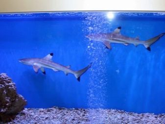 Акваріумні акули (26 фото): опис рибок для акваріума, схожих на акул і вибір маленьких декоративних риб для дому, назви карликових акул