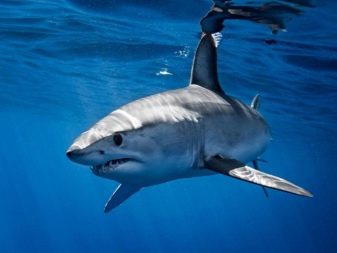 Акваріумні акули (26 фото): опис рибок для акваріума, схожих на акул і вибір маленьких декоративних риб для дому, назви карликових акул