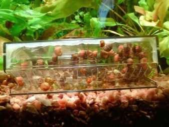 Акваріумні равлики (31 фото): меланія, фіза та інші види равликів з назвами і описами, користь і шкоду від равликів в акваріумі