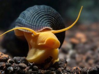 Акваріумні равлики (31 фото): меланія, фіза та інші види равликів з назвами і описами, користь і шкоду від равликів в акваріумі