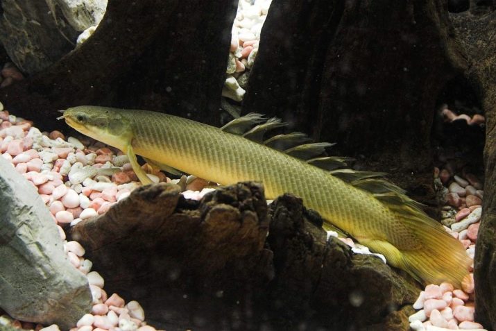 Акваріумні риби-змії (18 фото): різновиди рибок схожих на змійок з назвами, рекомендації щодо змісту змієподібних риб в акваріумі