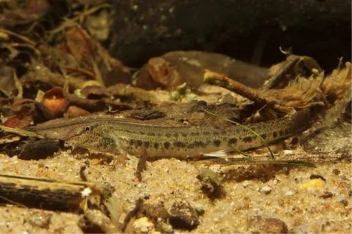 Акваріумні риби-змії (18 фото): різновиди рибок схожих на змійок з назвами, рекомендації щодо змісту змієподібних риб в акваріумі