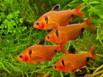 Акваріумні рибки для початківців: різновиди з назвами і описом, особливості розведення риби в домашніх умовах
