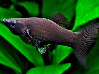 Акваріумні рибки для початківців: різновиди з назвами і описом, особливості розведення риби в домашніх умовах