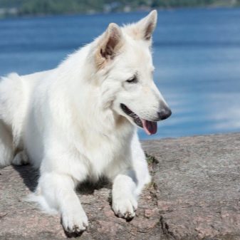 Американські вівчарки (22 фото): мініатюрні білі американо-канадські собаки і тундрові вівчарки, інші породи