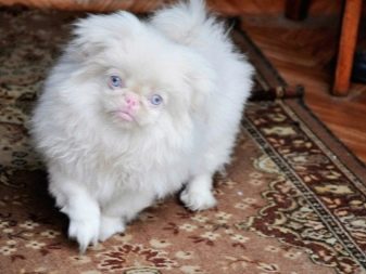 Білий пекінес (19 фото): опис цуценят-альбіносів, характер собаки білого кольору. Особливості змісту