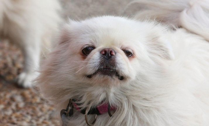 Білий пекінес (19 фото): опис цуценят-альбіносів, характер собаки білого кольору. Особливості змісту