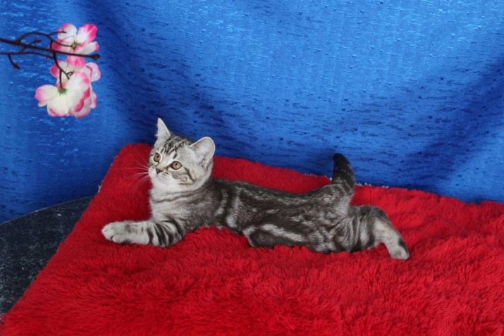Британські мармурові коти (26 фото): опис породи, характер кішки-британця, особливості забарвлення під чорний мармур, у сріблі та в золоті