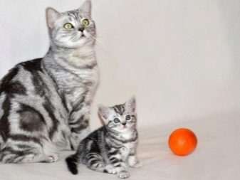 Британські мармурові коти (26 фото): опис породи, характер кішки-британця, особливості забарвлення під чорний мармур, у сріблі та в золоті