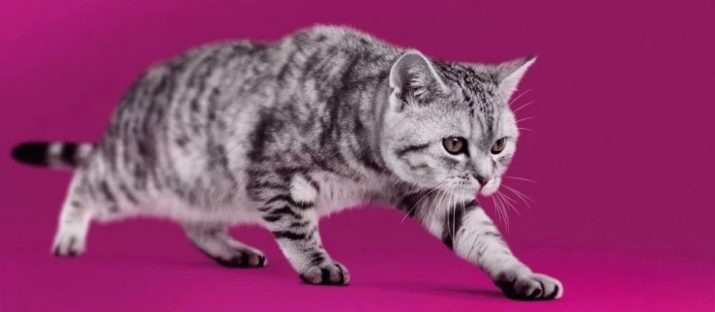 Британський смугастий кіт (25 фото): опис кішок і кошенят сірого та інших забарвлень британської породи. Як назвати хлопчика і дівчинку з смужками на шерсті?