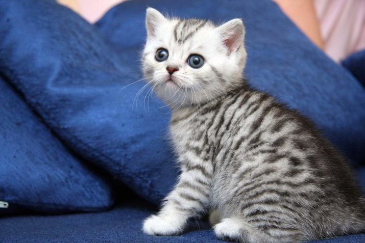 Британський смугастий кіт (25 фото): опис кішок і кошенят сірого та інших забарвлень британської породи. Як назвати хлопчика і дівчинку з смужками на шерсті?