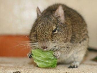 Чим годувати дегу? Як вибрати корм для чилійської білки? Особливості годівлі дегу в домашніх умовах. Можна їм яблука, волоські горіхи та гречку?