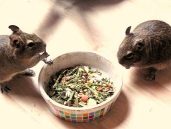 Чим годувати дегу? Як вибрати корм для чилійської білки? Особливості годівлі дегу в домашніх умовах. Можна їм яблука, волоські горіхи та гречку?