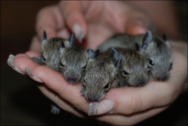 Чим годувати дегу? Як вибрати корм для чилійської білки? Особливості годівлі дегу в домашніх умовах. Можна їм яблука, волоські горіхи та гречку?