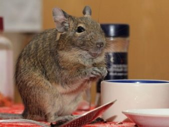 Чим годувати дегу? Як вибрати корм для чилійської білки? Особливості годівлі дегу в домашніх умовах. Можна їм яблука, волоські горіхи та гречку?