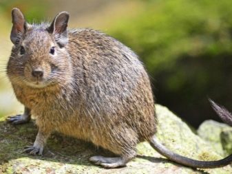 Чим годувати дегу? Як вибрати корм для чилійської білки? Особливості годівлі дегу в домашніх умовах. Можна їм яблука, волоські горіхи та гречку?