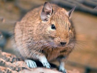 Чим годувати дегу? Як вибрати корм для чилійської білки? Особливості годівлі дегу в домашніх умовах. Можна їм яблука, волоські горіхи та гречку?