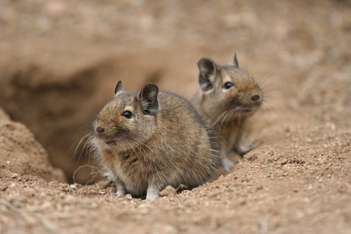 Чим годувати дегу? Як вибрати корм для чилійської білки? Особливості годівлі дегу в домашніх умовах. Можна їм яблука, волоські горіхи та гречку?