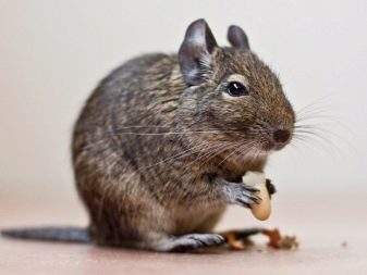 Чим годувати дегу? Як вибрати корм для чилійської білки? Особливості годівлі дегу в домашніх умовах. Можна їм яблука, волоські горіхи та гречку?