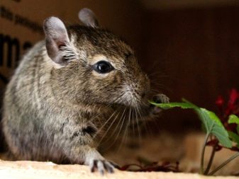 Чим годувати дегу? Як вибрати корм для чилійської білки? Особливості годівлі дегу в домашніх умовах. Можна їм яблука, волоські горіхи та гречку?