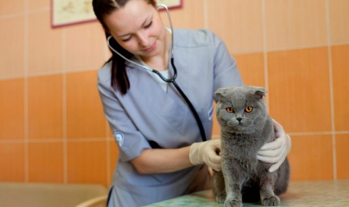 Чим годувати шотландських висловухих кішок? Правила живлення кошеня і кота в домашніх умовах. Чи можна давати їм молоко?