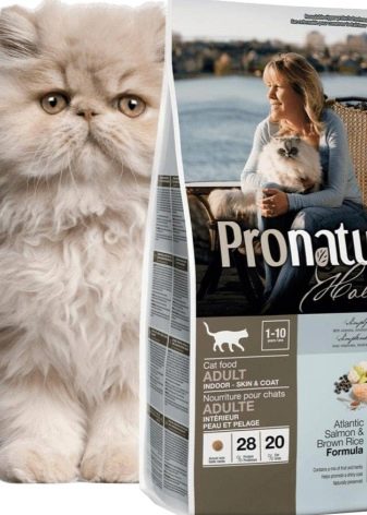 Чим годувати шотландських висловухих кішок? Правила живлення кошеня і кота в домашніх умовах. Чи можна давати їм молоко?