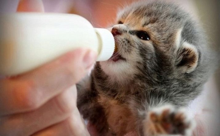 Чим годувати шотландських висловухих кішок? Правила живлення кошеня і кота в домашніх умовах. Чи можна давати їм молоко?