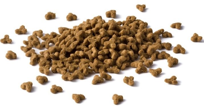 Чим годувати шотландських висловухих кішок? Правила живлення кошеня і кота в домашніх умовах. Чи можна давати їм молоко?