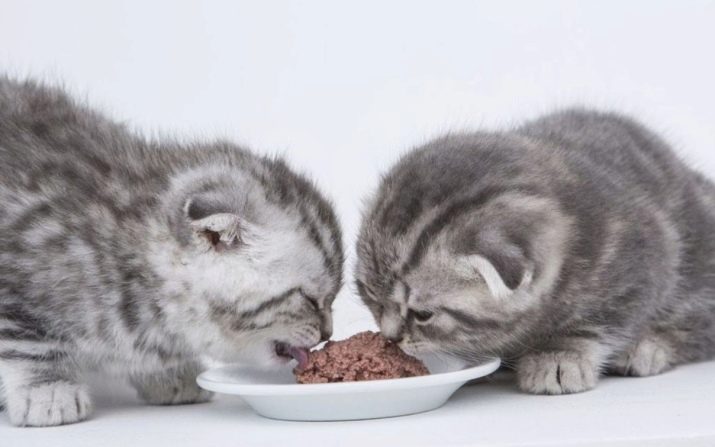 Чим годувати шотландських висловухих кішок? Правила живлення кошеня і кота в домашніх умовах. Чи можна давати їм молоко?