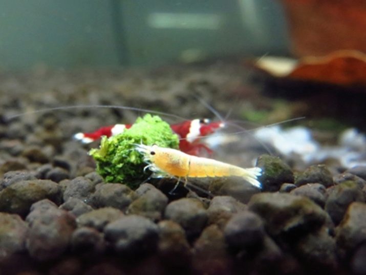 Чим і як годувати креветок у акваріумі? 13 фото Чим харчуються акваріумні креветки? Як їх годувати в акваріумі з рибками?