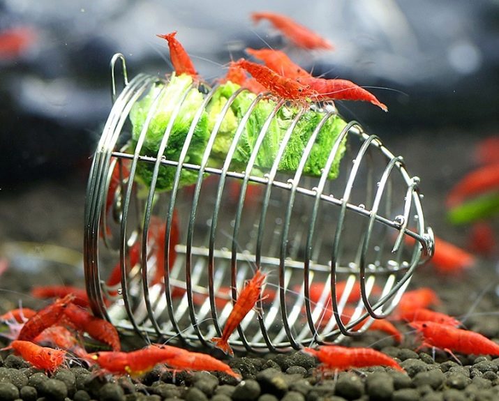 Чим і як годувати креветок у акваріумі? 13 фото Чим харчуються акваріумні креветки? Як їх годувати в акваріумі з рибками?