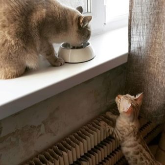 Чому кішки закопують їжу? Навіщо коти заривають корм поруч з мискою з водою після того, як поїли? Чому коти роблять це кожен раз?