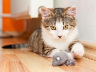 Чому кішки закопують їжу? Навіщо коти заривають корм поруч з мискою з водою після того, як поїли? Чому коти роблять це кожен раз?