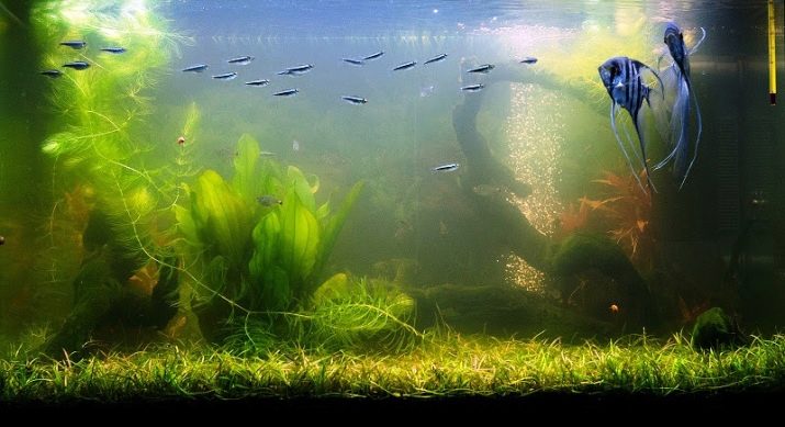 Чому в акваріумі цвіте вода? 12 фото Що робити, якщо вода зацвіла? Як швидко це виправити?