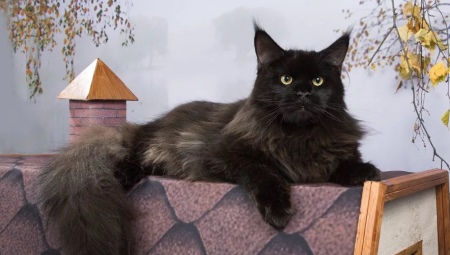Чорний мейн-кун (26 фото): опис кошеня, великий дорослого кота чорного забарвлення і чорної кішки з зеленими очима