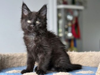 Чорний мейн-кун (26 фото): опис кошеня, великий дорослого кота чорного забарвлення і чорної кішки з зеленими очима