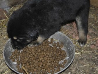 Цуценята німецької вівчарки в 2 місяці (33 фото): чим їх годувати? Правила годування. Скільки чистокровний щеня повинен важити і як він виглядає?