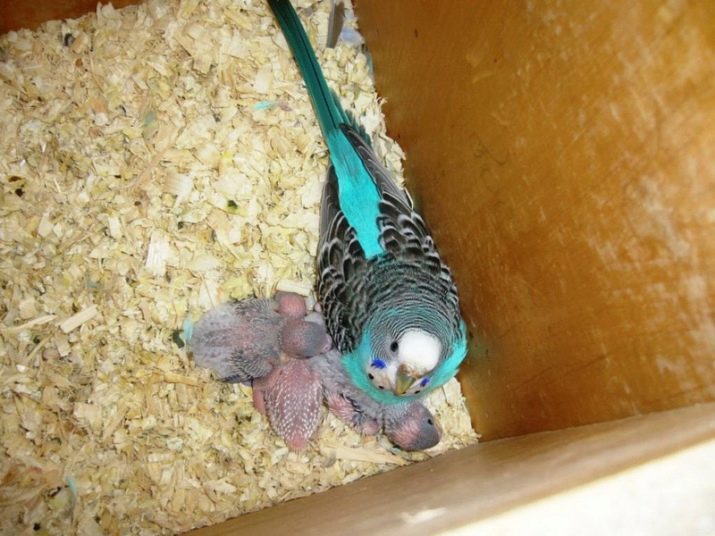Дім і гніздо для папуг (36 фото): як зробити будиночок для розведення папуг своїми руками в домашніх умовах? Розміри гнізда. Що потрібно стелити в будиночок?