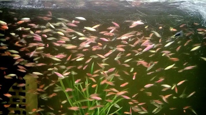 Даніо глофиш (13 фото): зміст даніо-реріо і розведення рибок в домашніх умовах. Скільки живуть самки і самці? Освітлення в акваріумі