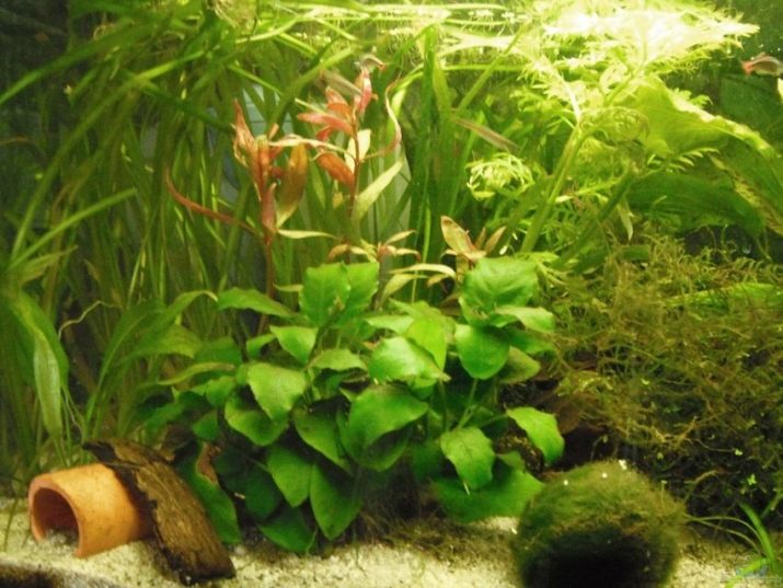 Даніо глофиш (13 фото): зміст даніо-реріо і розведення рибок в домашніх умовах. Скільки живуть самки і самці? Освітлення в акваріумі