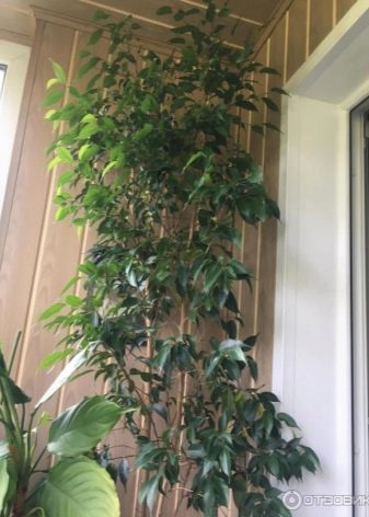 Дизайн вузького балкона (46 фото): ідеї інтер’єру балкона в квартирі і будинку. Варіанти обробки довгого балкона всередині. Як його облаштувати?