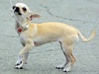 До якого віку ростуть чихуахуа? 27 фото До яких розмірів вони виростають? Через скільки місяців життя собаки перестають вважатися щеням?
