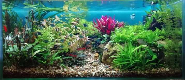 Фосфати в акваріумі (15 фото): як знизити або підвищити рівень фосфатів? Як підняти або знизити вміст фосфатів в акваріумі-травник? Норма змісту і тест на кількість