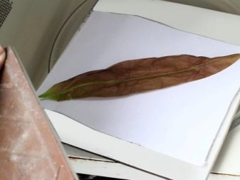 Гербарій (38 фото): що це таке? Як зробити гарний гербарій з квітів і листя в альбомі чи у склі? Як правильно збирати рослини і сушити їх пресом?