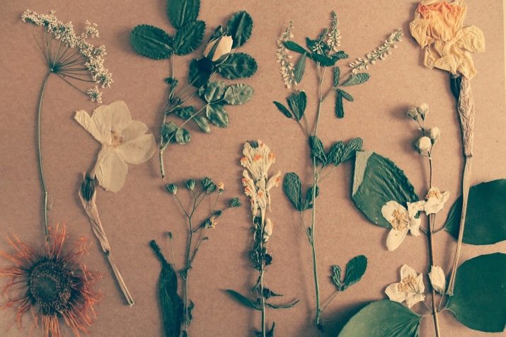 Гербарій (38 фото): що це таке? Як зробити гарний гербарій з квітів і листя в альбомі чи у склі? Як правильно збирати рослини і сушити їх пресом?